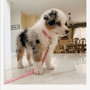 Meet your Posher, Kynlee